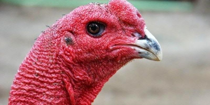 Phân tích hình dáng mắt lì